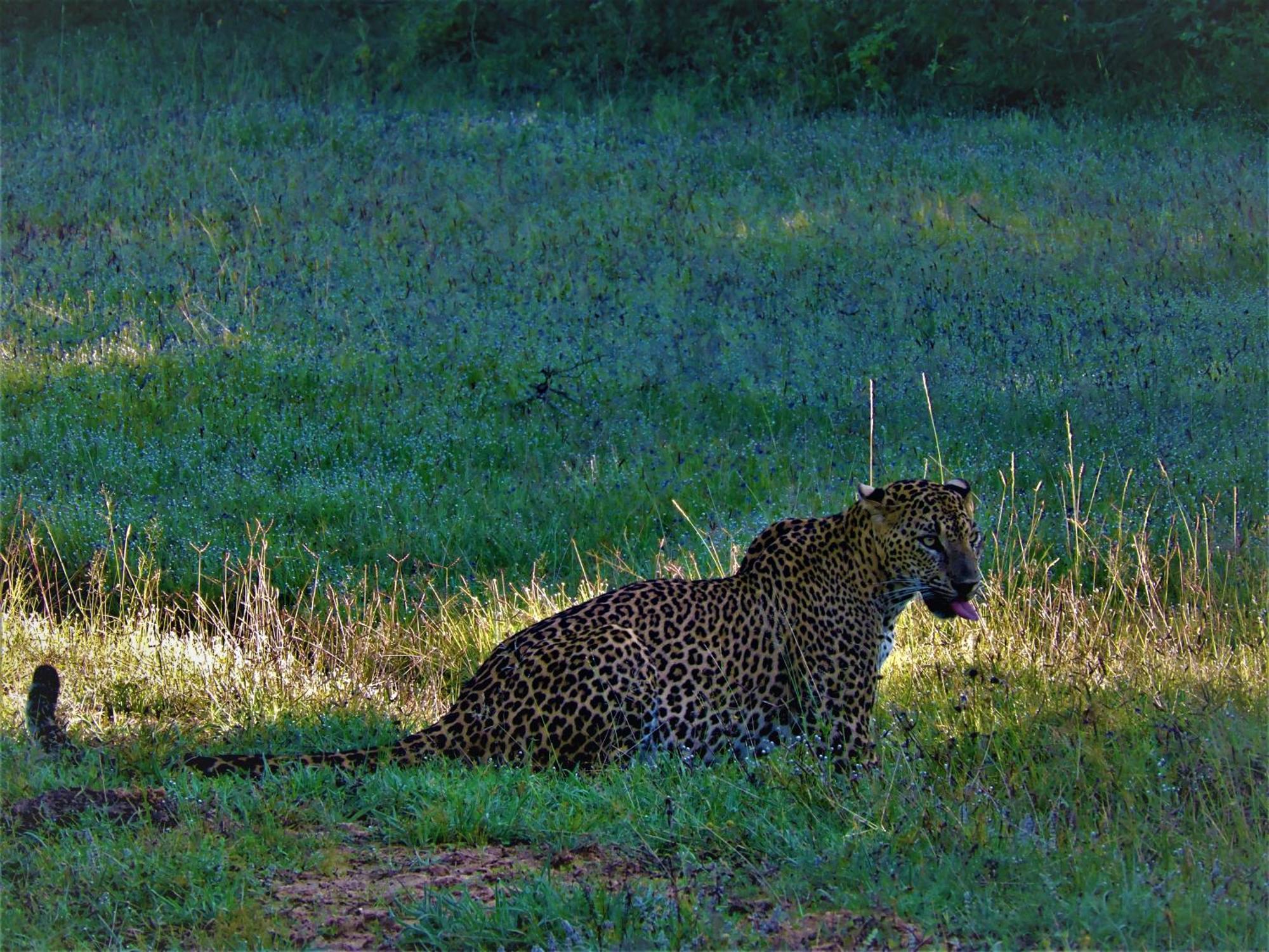 Hotel Yala Eco Bush Camp Esterno foto